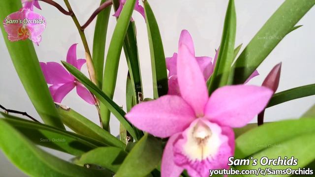 Bc. Little Mermaid Cattleya orchid 2020 смотреть онлайн