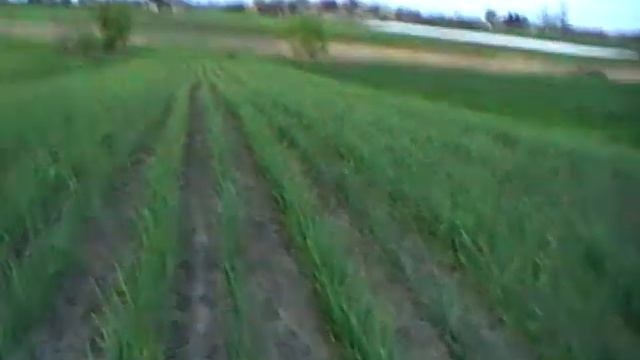 Любаша чеснок) состояние! смотреть онлайн