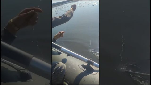 Охота#рыбалка#рыбалканакружки#щука#охотаирыбалка39 смотреть онлайн