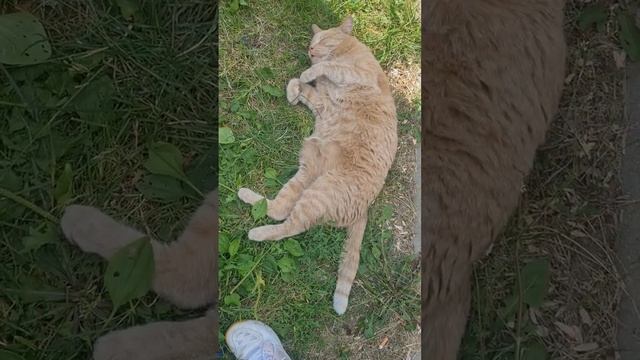 Кот спит #cat #cute #nature #кот #сон #колыбельная смотреть онлайн