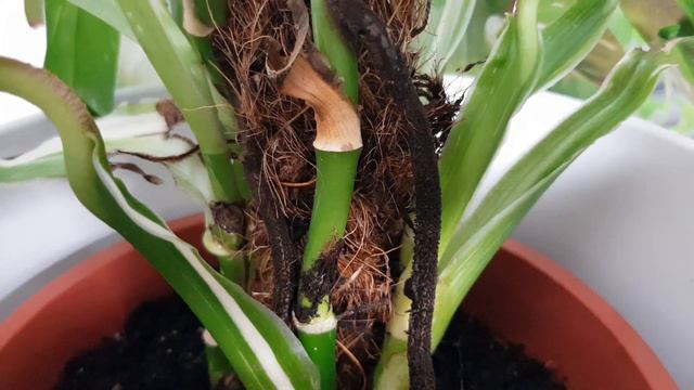 Monstera standleyana variegata "Cobra" смотреть онлайн