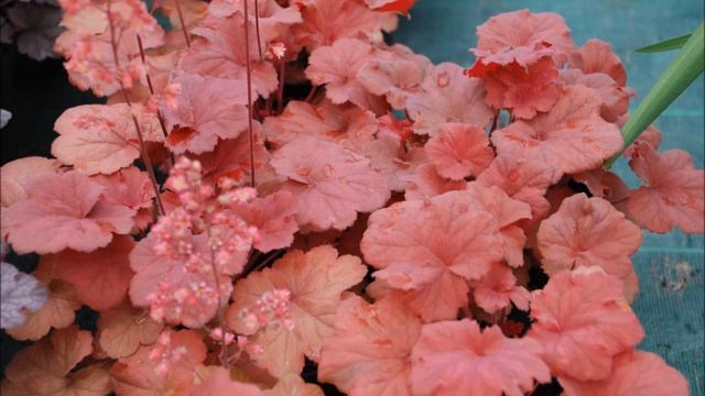 Tuto jardin: Heuchera Cherry cola: photos de fleurs et de plantes vivaces смотреть онлайн