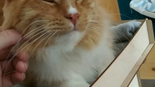 Котокафе "Мао" Кострома // #CatcafeMao #КотокафеМао смотреть онлайн