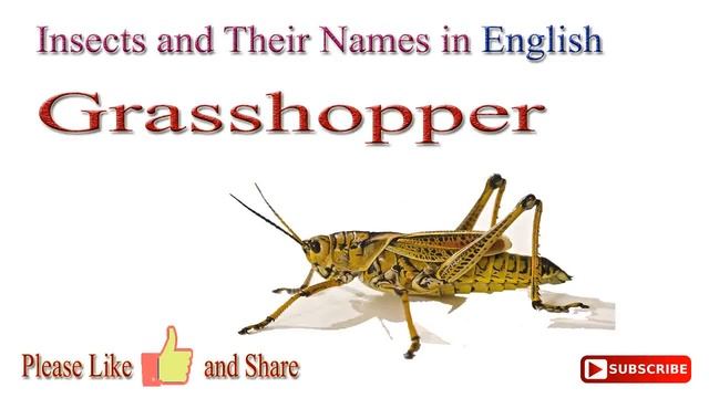 Insects And Their Names In English | Insects Names In English