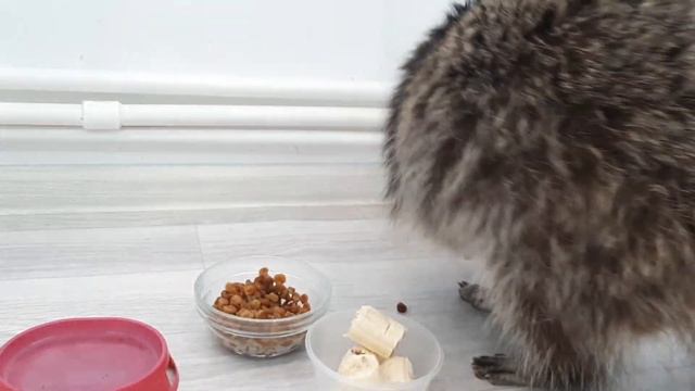 Енотик кушает ? смотреть онлайн