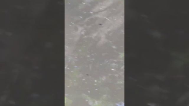 Ловля пиявки на сомика смотреть онлайн