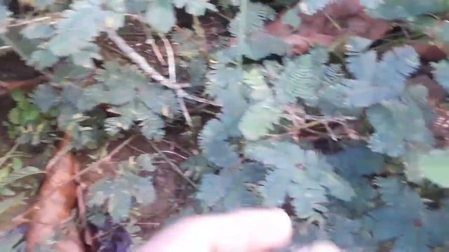 Mimosa Pudica, Dormilona, Mimosa Sensitiva, Vergonzosa, Nometoques, Morivivi, Dormidera, Adormidera