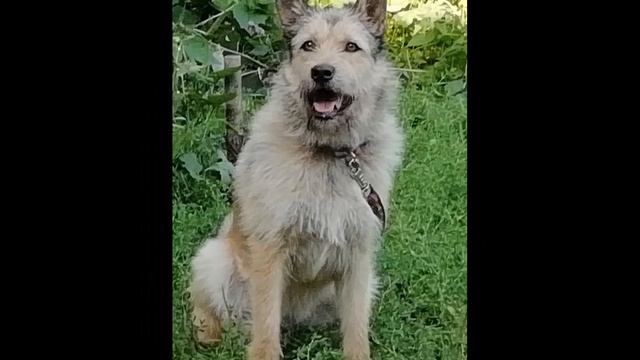 Наши животные (вступительное видео) смотреть онлайн