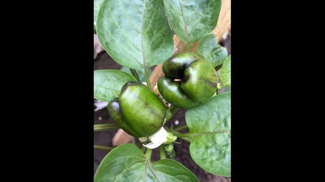 Рассада перцев и баклажанов. Дачный сезон 2020. Дача на ПМЖ. Эпизод 7 смотреть онлайн