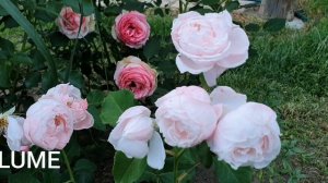 Японские розы. Цветение новинок