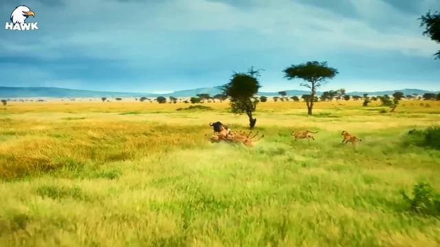 30 Moments When Herbivores' Blows Injured Hunters | Animal Fight смотреть онлайн