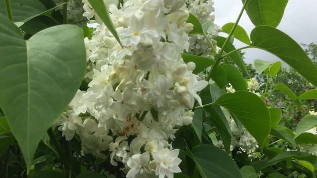 Сорт сирени "Память о Елене Веховой" смотреть онлайн