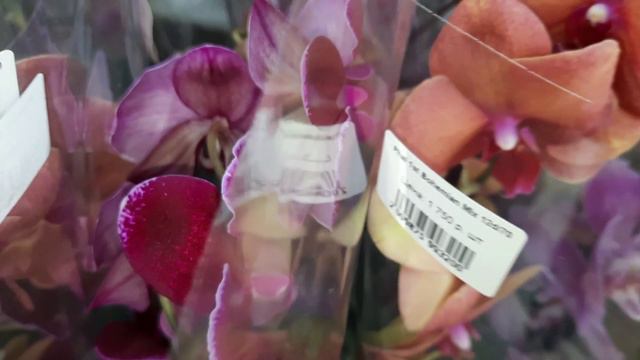 ОБЗОР ОРХИДЕЙ В РОСТКЕ_//03.05.24// смотреть онлайн