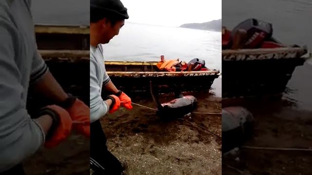 Рыбаки поймали 3метровую акулу самца смотреть онлайн