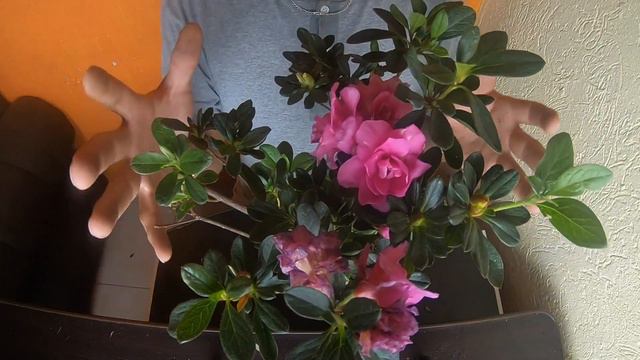 AZALEA DE MATORRAL ( FLOR DOBLE ) #138 смотреть онлайн