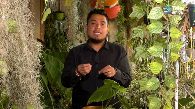 FILODENDROS en Plantas y Jardines - Teleamiga смотреть онлайн