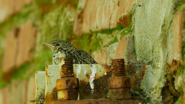 Мухоловка серая 170723 1 Подмосковье Птенцы вид сбоку 2 смотреть онлайн