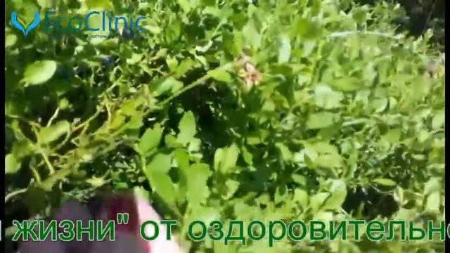 Куст черники смотреть онлайн