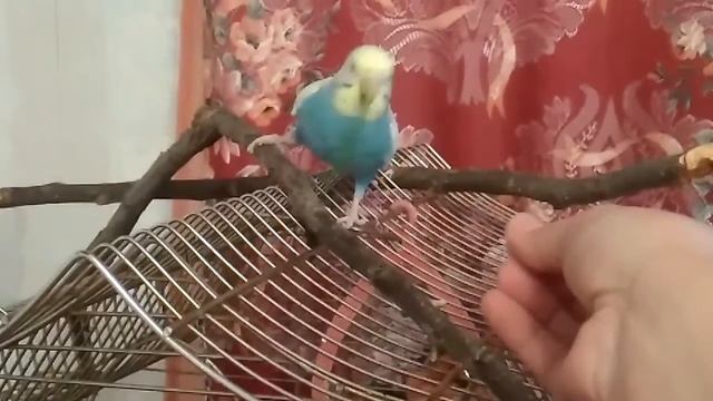 Как приучить волнистого попугая к рукам.Мой метод смотреть онлайн