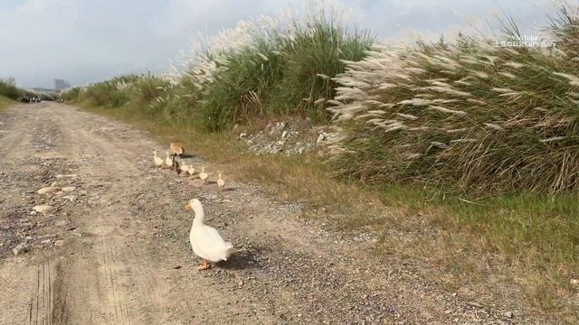 Cute and funny cat is the leader of mother duck and ducklings.Kittens lead ducks to explore outdoor смотреть онлайн