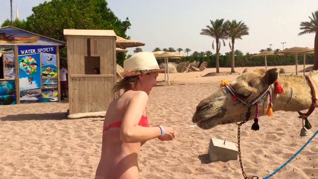 Barcelo Tiran Sharm верблюд на пляже смотреть онлайн