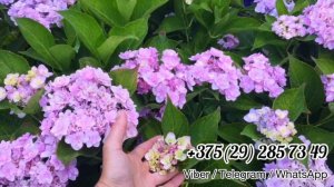 Обзор гортензии крупнолистной You and me FOREVER. Гортензия для открытого грунта.