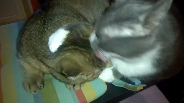 Котики. Забота и ласка нужна всем ! смотреть онлайн