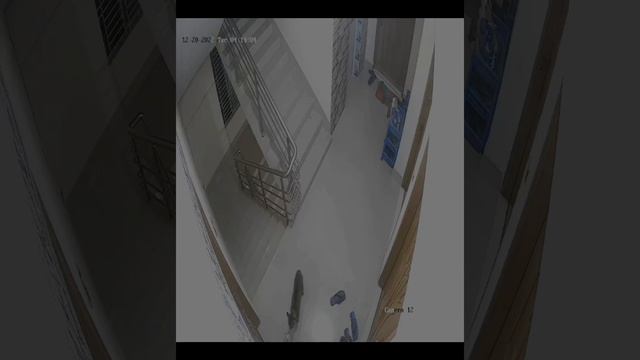 Two cats fighting on a building. смотреть онлайн