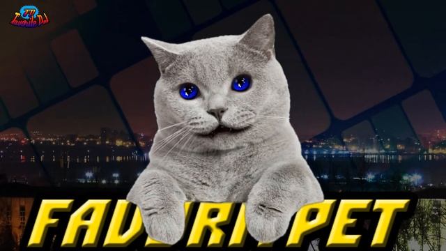 Британская порода - особенности породы