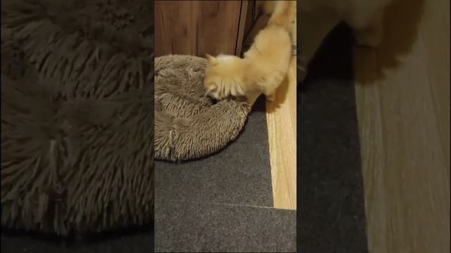 Мася не хочет спать )))