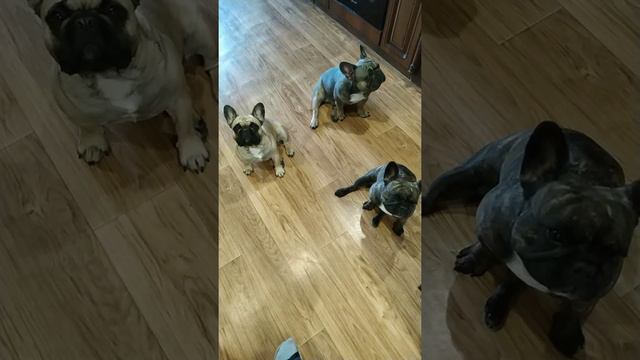 Французские бульдоги ждут вкусняшек.#frenchbulldog #взаимнаяподписка #love #бульдоги #liketime смотреть онлайн