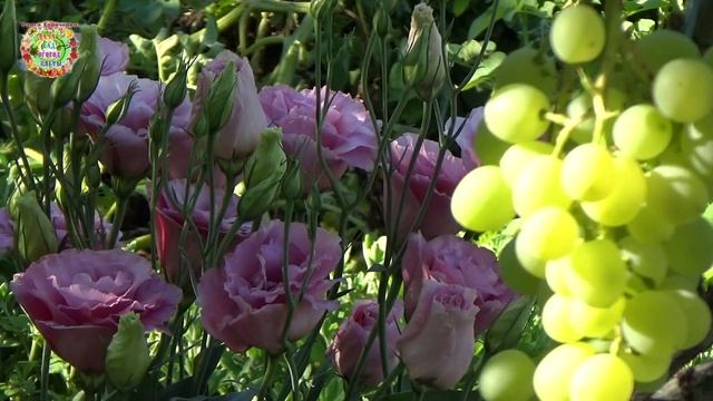 Выращивание эустомы в открытом грунте за шесть минут смотреть онлайн