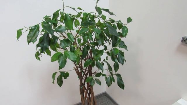 Спасаем ФИКУС от облысения. Экстренная пересадка в осенний период. смотреть онлайн