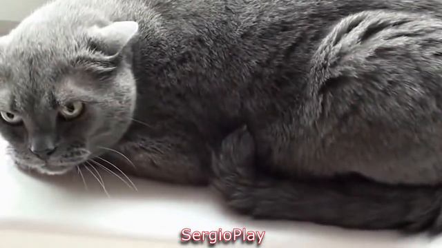 Напуганные  и злые коты )