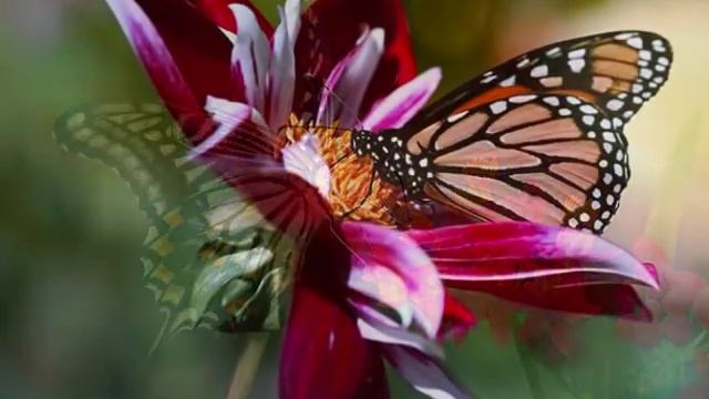 Бабочки Музыка Моцарта смотреть онлайн