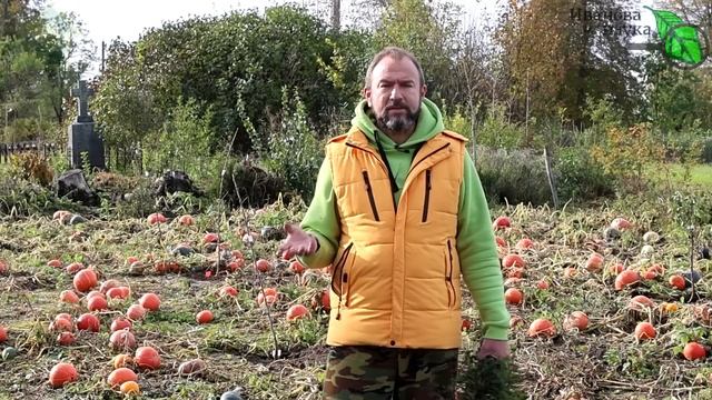 ПОЛОЖИТЕ ЭТО РЯДОМ С КАРТОФЕЛЕМ И ОН НЕ БУДЕТ ПОРТИТЬСЯ И ПРОРАСТАТЬ! Натуральное средство. смотреть онлайн