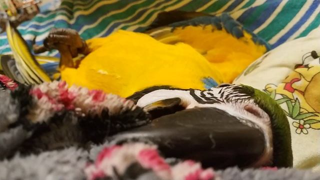 Попугай ара грызет халат смотреть онлайн