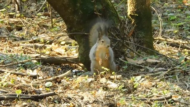 Белка в Черняевском лесу ест орешки и семечки. смотреть онлайн