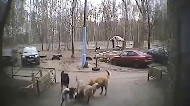 Стая собак разрывает кошку у дома смотреть онлайн