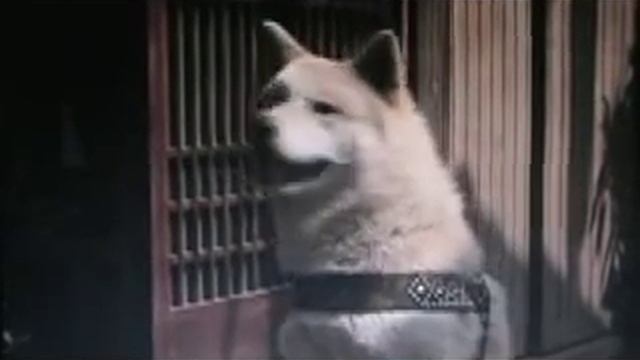 The true story of Hachiko the faithful dog смотреть онлайн