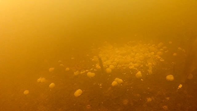 КОРМИМ РЫБУ!!! Реакция рыбы на КУКУРУЗУ, ГОРОХ И ЯЙЦО. Подводные съёмки. Зимняя рыбалка. смотреть онлайн