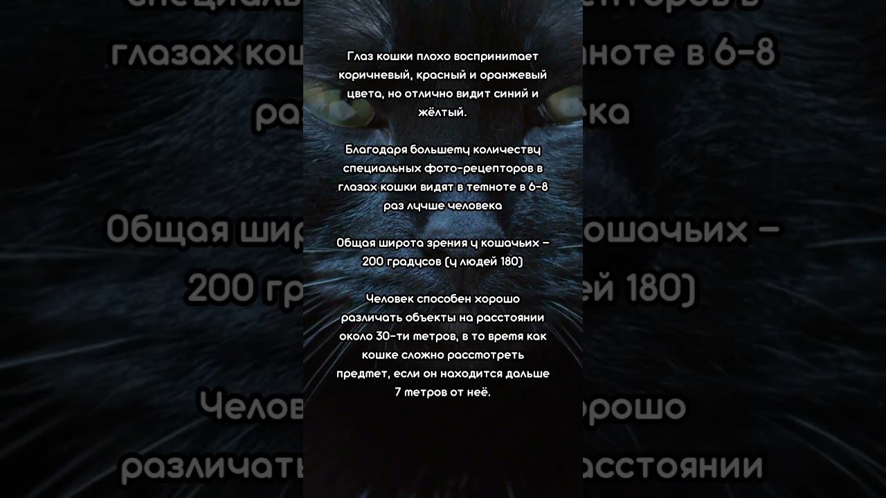 Как выглядит мир ГЛАЗАМИ КОШЕК смотреть онлайн