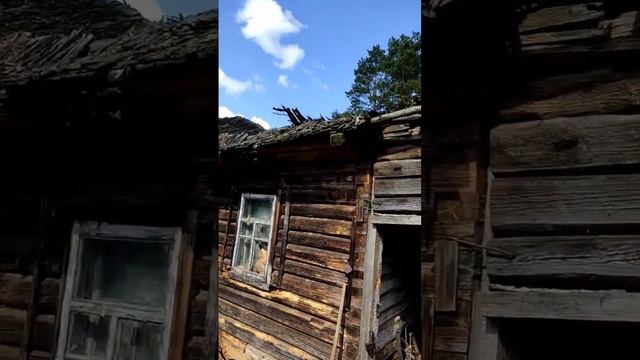 НА ЧТО СПОСОБНЫ ЛЕСНЫЕ МУРАВЬИ⁉️ #2023 #хутор#дача смотреть онлайн