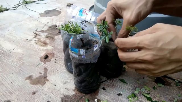 Cara Stek Batang Tanaman Hias Melati Jakarta - Rambosa Mini смотреть онлайн
