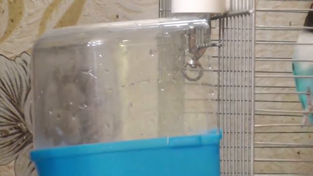 Стич купается /Масковый неразлучник смотреть онлайн