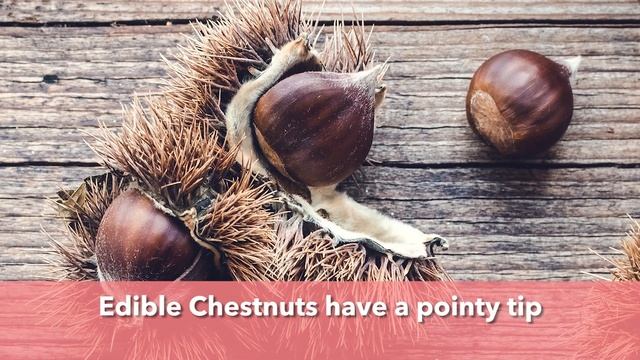 Wild Edibles with Sergei: Chestnuts (Castanea Sativa) vs. Horse Chestnut (Aesculus Hippocastanum) смотреть онлайн