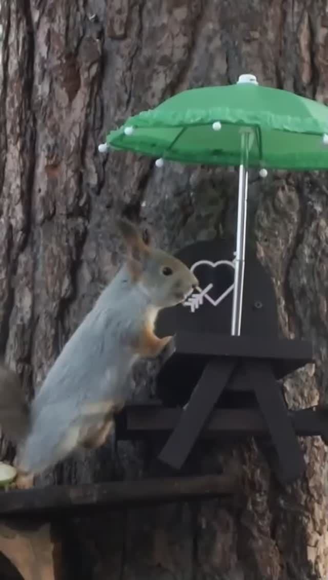 #shorts Белка у столика