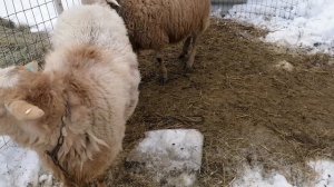 Катумские бараны 1 и 4 линии.Сравнение.