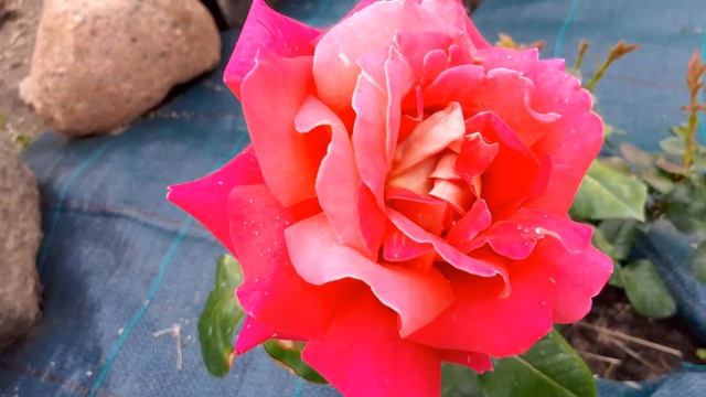 Роза Кроненбург 99,9 % смотреть онлайн