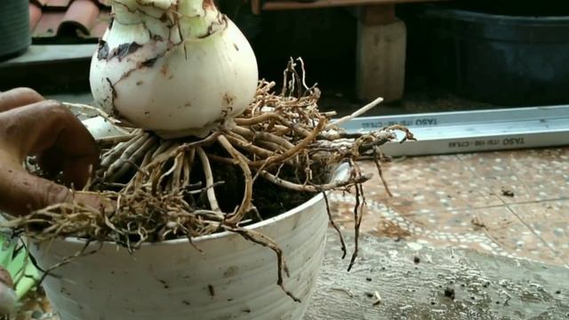 Cara menanam bunga Amarilis di dalam pot. смотреть онлайн